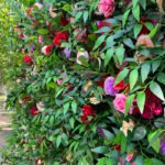 FW096 Leaves with flowers wall backdrop 8x8ft cloth fabric backup - Image 3