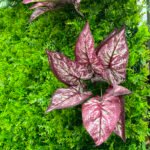 FW103 Grass with plants wall backdrop 8x8ft cloth fabric backup - Image 2