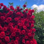 FW104 Red roses flower wall backdrop 8x8ft cloth fabric backup - Image 2