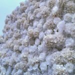 FW107 White roses hydrangea flower wall backdrop 8x8ft cloth fabric backup - Image 3