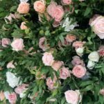 FW108 Leaves with roses flower wall backdrop 8x8ft cloth fabric backup - Image 2