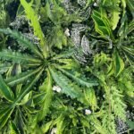 FW115 Plant wall backdrop 8x8ft cloth fabric backup - Image 3